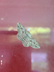 Iridopsis defectaria