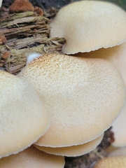 Crepidotus mollis