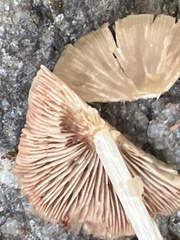 Entoloma strictius