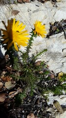 Oedera imbricata