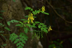 Corydalis pallida