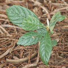 Eriobotrya japonica