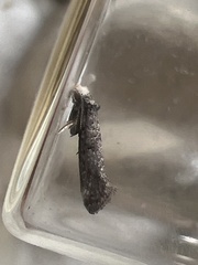 Swammerdamia pyrella