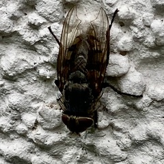 Oestroidea