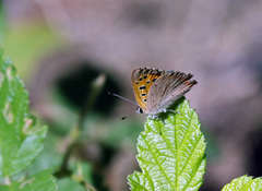 Lycaena phlaeas