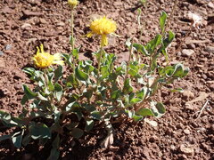 Enceliopsis nudicaulis