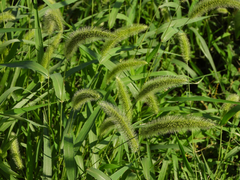 Setaria viridis