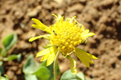 Enceliopsis nudicaulis