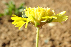 Enceliopsis nudicaulis