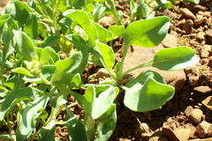 Enceliopsis nudicaulis