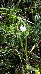 Geranium incanum