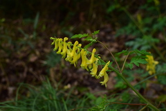Corydalis pallida
