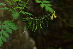 Corydalis pallida