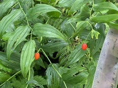 Streptopus amplexifolius