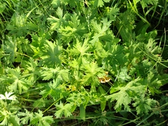Geranium collinum