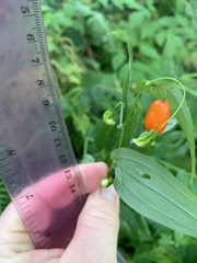 Streptopus amplexifolius