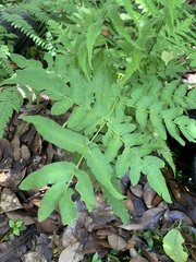 Osmunda regalis