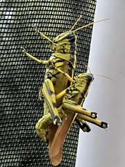 Schistocerca lineata