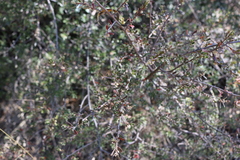 Diospyros austro-africana