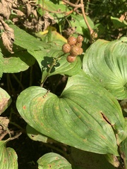 Maianthemum dilatatum