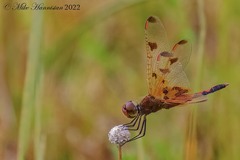 Celithemis elisa