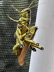 Schistocerca lineata