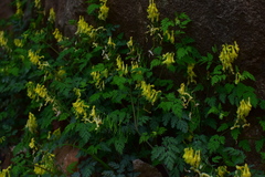 Corydalis pallida
