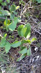 Knowltonia vesicatoria