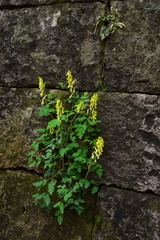 Corydalis pallida