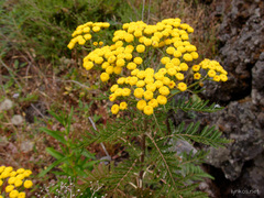 Gonospermum fruticosum