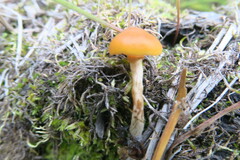 Galerina semilanceata