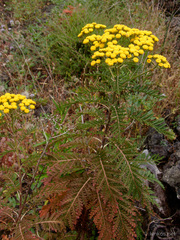 Gonospermum fruticosum