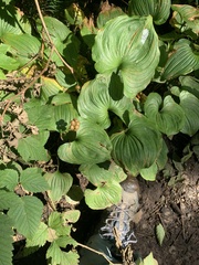 Maianthemum dilatatum