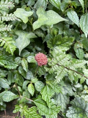 Lecanthus peduncularis