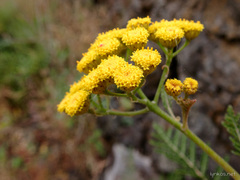 Gonospermum fruticosum