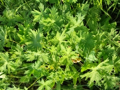 Geranium collinum