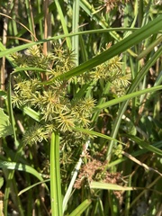 Cyperus odoratus