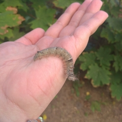 Gastropacha quercifolia