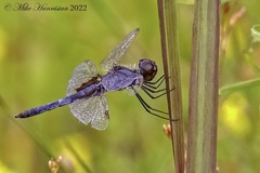 Celithemis martha