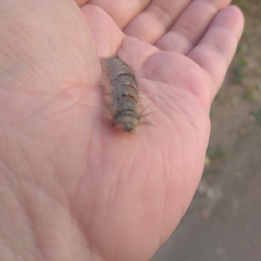 Gastropacha quercifolia