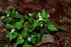 Rostratae