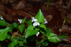 Rostratae