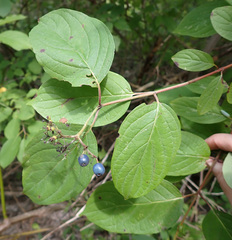 Cornus rugosa