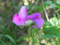 Lathyrus sylvestris