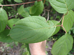 Cornus rugosa