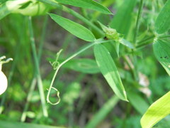 Lathyrus sylvestris