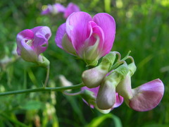 Lathyrus sylvestris