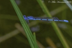 Enallagma doubledayi