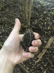 Anaxyrus americanus