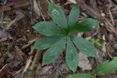 Medeola virginiana